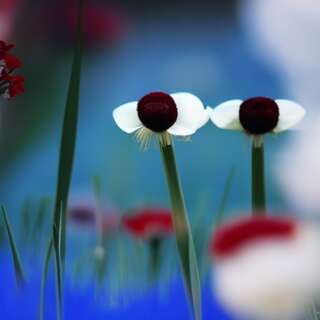 Two mysterious flowers, as if a face is looking at the viewer.