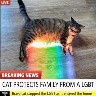 A cat in the sun, with the sunlight photoshopped as a rainbow. Caption: Beaking news, cat protects family from a LGBT. Brave cat stopped the LGBT as it entered the home.