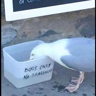 A seagull drinking from a container marked: 'Dogs only, no seagulls'