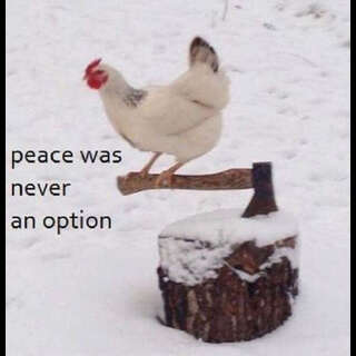 A chicken sitting on the handle of an axe embedded in a piece of wood, Caption: Peace was never an option.
